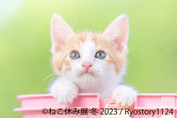 ＼新たなスター猫登場／ 2023年“癒しの猫の祭典”が幕開け　「ねこ休み展 冬 2023」が1/27(金)～2/26(日)東京で開催！2/22“猫の日”限定特別企画も実施