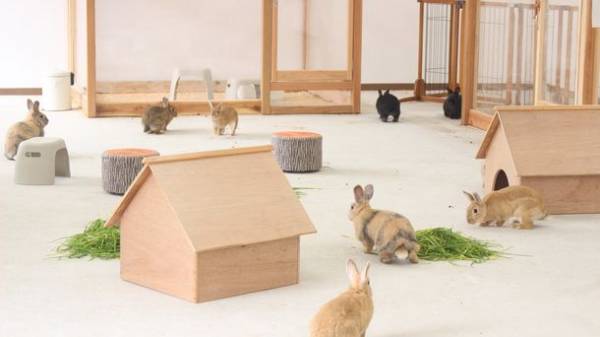 成田ゆめ牧場がうさぎに乗っ取られた！？新イベント『うさジャック』開催中