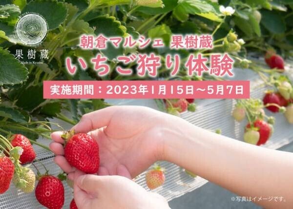 福岡県「朝倉マルシェ 果樹蔵」で1/15よりいちご狩り開始！「あまおう苺」をはじめ、4つの品種の食べ比べが可能