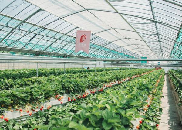 福岡県「朝倉マルシェ 果樹蔵」で1/15よりいちご狩り開始！「あまおう苺」をはじめ、4つの品種の食べ比べが可能