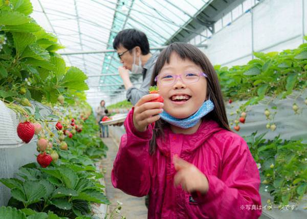 福岡県「朝倉マルシェ 果樹蔵」で1/15よりいちご狩り開始！「あまおう苺」をはじめ、4つの品種の食べ比べが可能