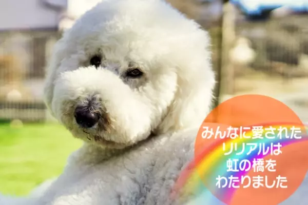 栃木アニマルセラピー協会、セラピー犬を迎えるためのクラウドファンディングをGoodMorningで12月8日から開始