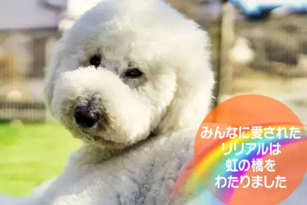 栃木アニマルセラピー協会、セラピー犬を迎えるためのクラウドファンディングをGoodMorningで12月8日から開始