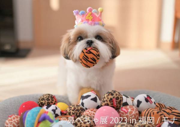 ＼福岡ギャラリー1周年／ 大人気企画の新作展はお楽しみ満載！「ミニチュアベーカリーの世界展」＆「鼻ぺちゃ展」1月21日(土)～3月12日(日)順次開催