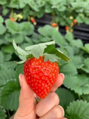 “いちごの村”奈良・明日香村に旬の季節が到来！いちご狩りやブランドいちご『あすかルビー』が抽選であたるキャンペーンを開催！