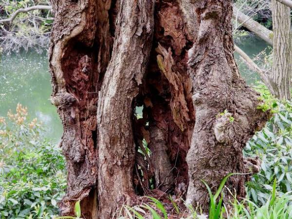 桜100選「高岡古城公園」の傷んだ桜の木を植え替え、次世代につなぎたい　12月25日までクラウドファンディング実施中