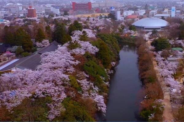 桜100選「高岡古城公園」の傷んだ桜の木を植え替え、次世代につなぎたい　12月25日までクラウドファンディング実施中