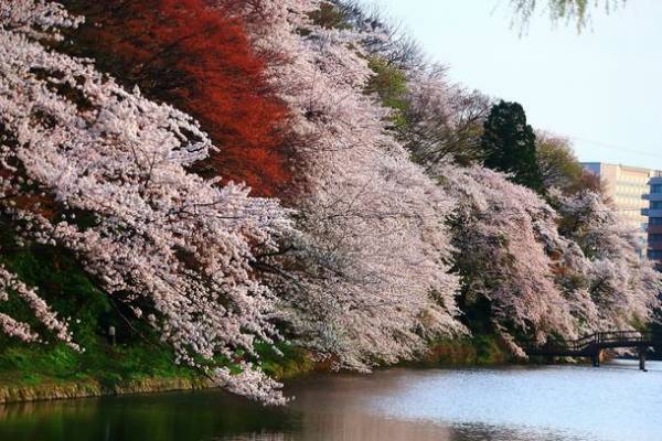 桜100選「高岡古城公園」の傷んだ桜の木を植え替え、次世代につなぎたい　12月25日までクラウドファンディング実施中