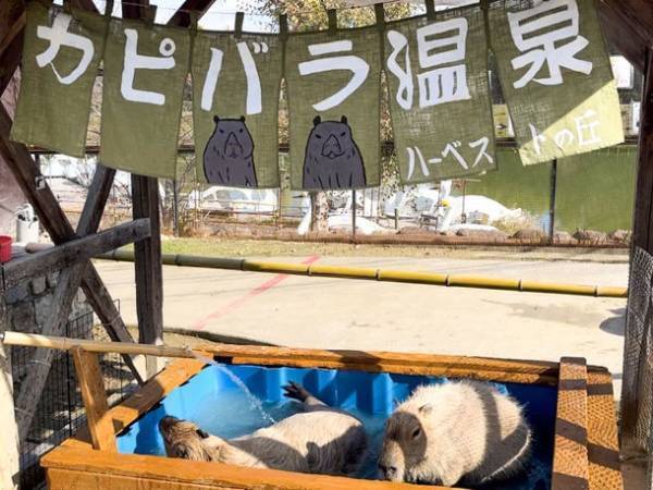 “堺・緑のミュージアム　ハーベストの丘”で寒い冬を乗り切る『カピバラ温泉』を2月28日まで開催！～入浴姿にほっこり～