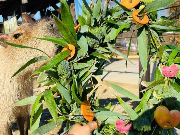 “堺・緑のミュージアム　ハーベストの丘”で寒い冬を乗り切る『カピバラ温泉』を2月28日まで開催！～入浴姿にほっこり～