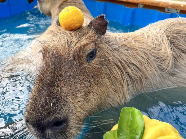 “堺・緑のミュージアム　ハーベストの丘”で寒い冬を乗り切る『カピバラ温泉』を2月28日まで開催！～入浴姿にほっこり～