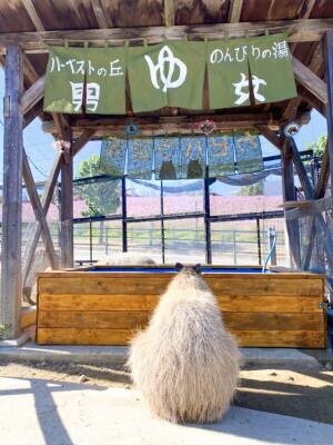 “堺・緑のミュージアム　ハーベストの丘”で寒い冬を乗り切る『カピバラ温泉』を2月28日まで開催！～入浴姿にほっこり～