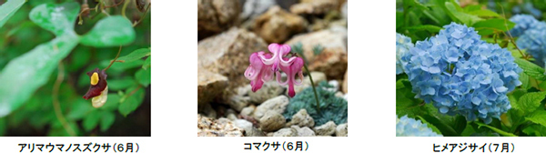 六甲高山植物園 開園90周年特別企画『牧野の足あと ～神戸で見つける博士と植物～』ROKKO森の音ミュージアム『牧野富太郎のみちくさ～音楽、書、人々との交流～』