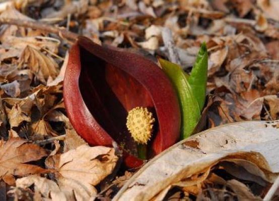 【六甲高山植物園】冬季特別開園～雪を割って咲くバイカオウレンの群落～