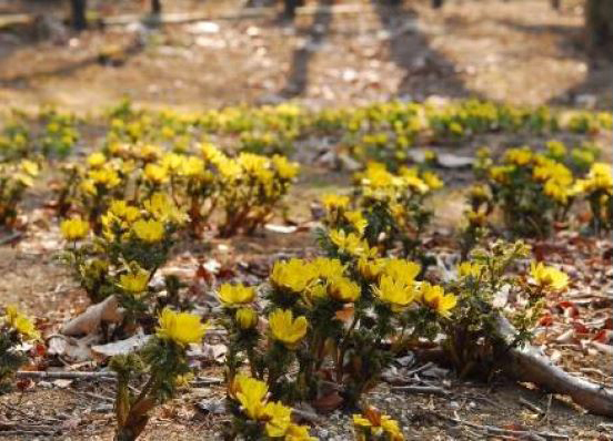 【六甲高山植物園】冬季特別開園～雪を割って咲くバイカオウレンの群落～
