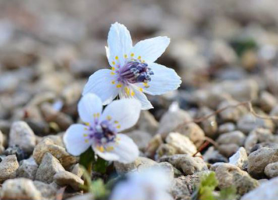 【六甲高山植物園】冬季特別開園～雪を割って咲くバイカオウレンの群落～