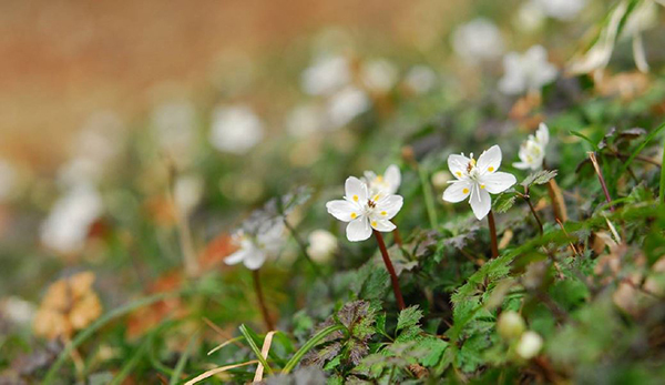 【六甲高山植物園】冬季特別開園～雪を割って咲くバイカオウレンの群落～