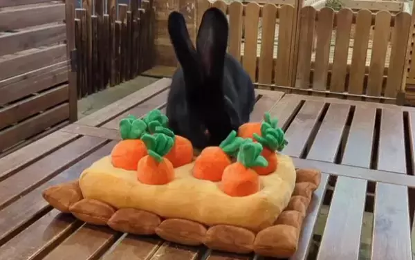 アニミルお台場店・心斎橋店 お正月イベント2店舗同時開催！～2023年の主役の動物があなたの運勢を占います～