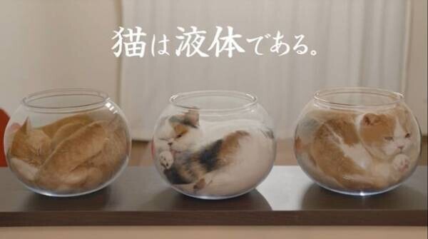 「猫は液体」という学説を実証！『通販生活』新テレビCMを1月8日(日)より放映開始