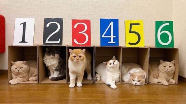 「猫は液体」という学説を実証！『通販生活』新テレビCMを1月8日(日)より放映開始