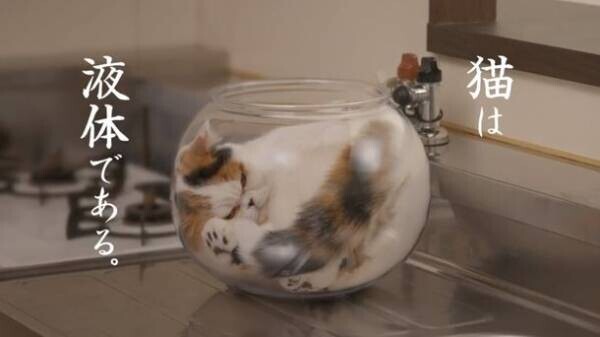 「猫は液体」という学説を実証！『通販生活』新テレビCMを1月8日(日)より放映開始