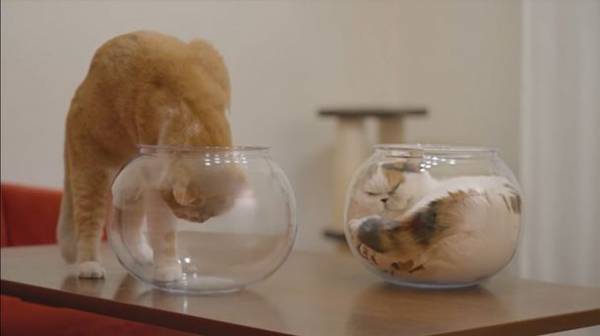 「猫は液体」という学説を実証！『通販生活』新テレビCMを1月8日(日)より放映開始