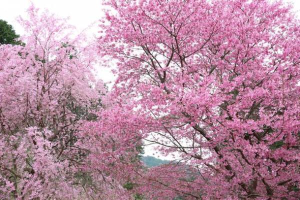 京都洛北『花宝苑』、4月8日(土)より「桜園」を公開　4月16日(日)桜満開の中「癒しの歌声コンサート」開催決定！