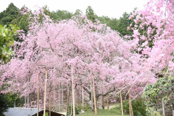 京都洛北『花宝苑』、4月8日(土)より「桜園」を公開　4月16日(日)桜満開の中「癒しの歌声コンサート」開催決定！