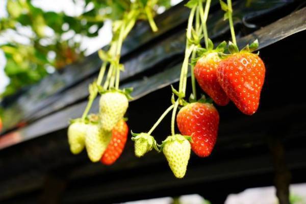 東京で奈良を知る「奈良まほろば館」1月イベント案内　関西随一の“いちご”フェア・冬の美味をお届け