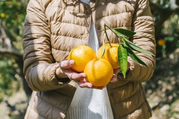 淡路島でのみ栽培、幻の柑橘「なるとオレンジ」の香りが漂う基礎化粧品シリーズからトライアルキットを発売
