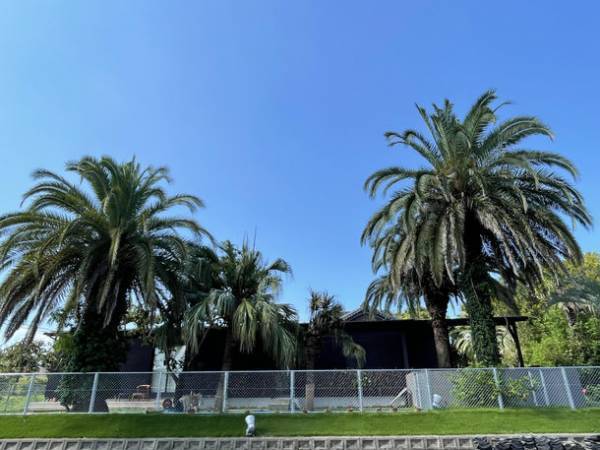 セラピー犬と泊まることができる家「るーちゃんち」　1月6日に応援購入サービスを開始