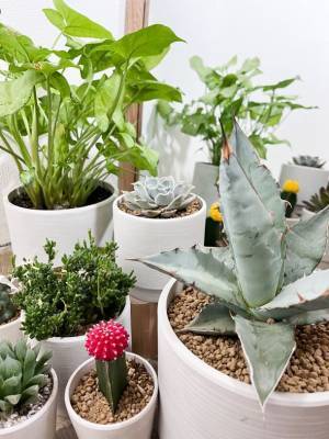 こだわりの植物達が特徴の植物店「Style-G」1月7日オープン　～Green Shop～