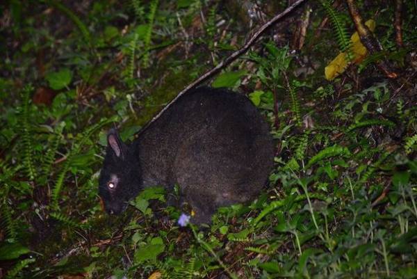 守り継ぐべき「自然」が、ここにある。奄美大島、徳之島、沖縄島北部及び西表島　世界自然遺産展