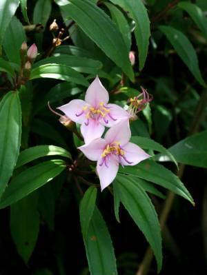 守り継ぐべき「自然」が、ここにある。奄美大島、徳之島、沖縄島北部及び西表島　世界自然遺産展