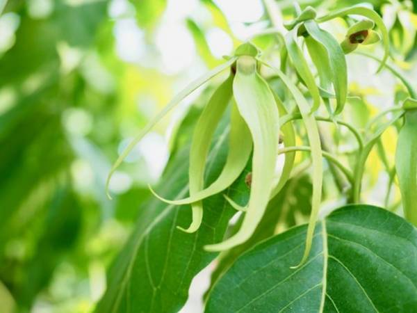 メンタルを整える天然の香り　精油フレグランス[NO NO]を2023年2月1日発売！～Natural Design Fragrance～