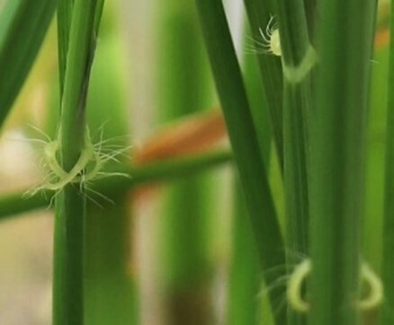 お家のベランダや学校で稲づくりにチャレンジ！ 配布開始から1,120万セットを突破！身近な場所で食育体験「バケツ稲づくり」令和5年1月10日(火)より先行予約申込受付開始