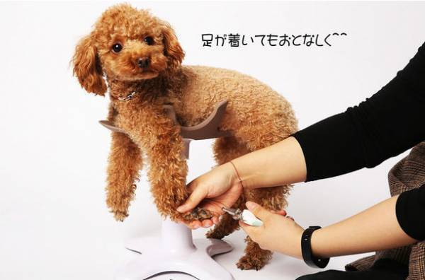 シャンプーも楽々、ペット専用チェア『サムソン・サロン』が使いやすくなって登場！2月16日までプロジェクト実施！