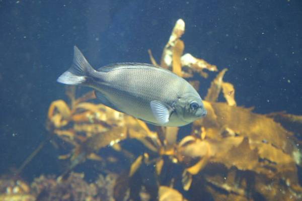 “もっと近くで、もっと驚きを”　驚きの新世海『オーシャンテラス』2023年3月21日(火・祝)リニューアルオープン！