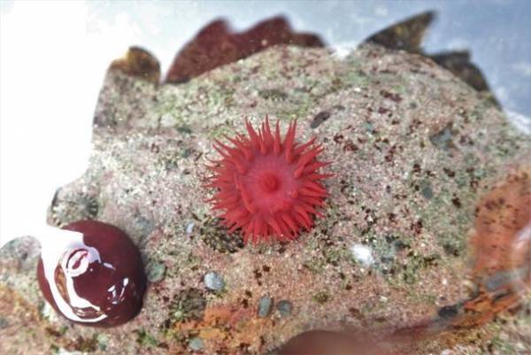 “もっと近くで、もっと驚きを”　驚きの新世海『オーシャンテラス』2023年3月21日(火・祝)リニューアルオープン！