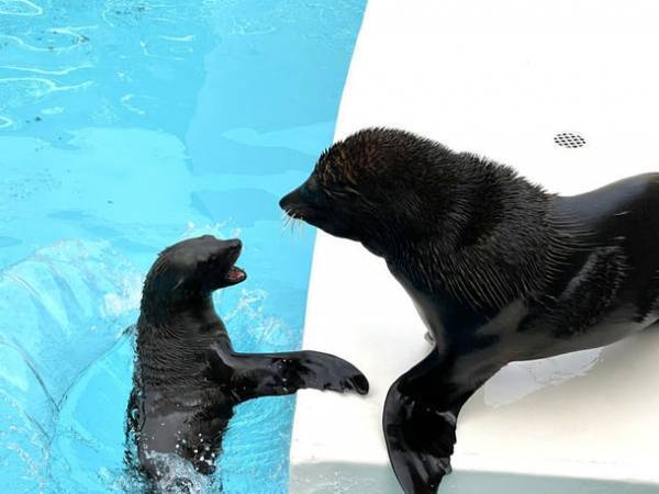 “もっと近くで、もっと驚きを”　驚きの新世海『オーシャンテラス』2023年3月21日(火・祝)リニューアルオープン！