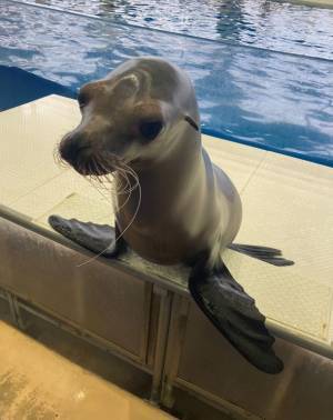 “もっと近くで、もっと驚きを”　驚きの新世海『オーシャンテラス』2023年3月21日(火・祝)リニューアルオープン！