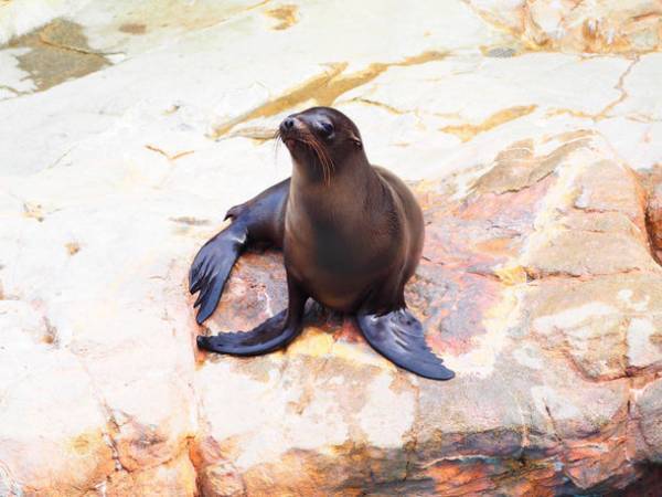 “もっと近くで、もっと驚きを”　驚きの新世海『オーシャンテラス』2023年3月21日(火・祝)リニューアルオープン！