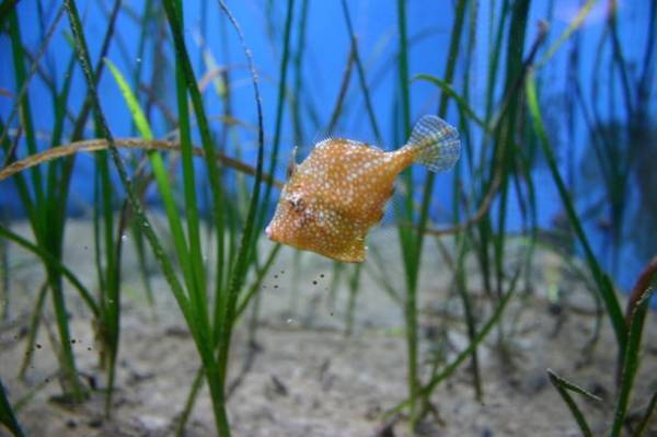 “もっと近くで、もっと驚きを”　驚きの新世海『オーシャンテラス』2023年3月21日(火・祝)リニューアルオープン！