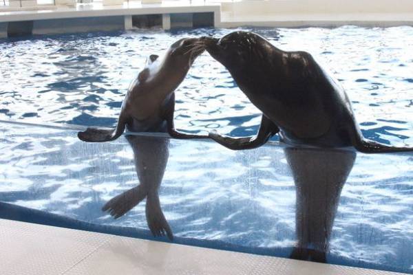 “もっと近くで、もっと驚きを”　驚きの新世海『オーシャンテラス』2023年3月21日(火・祝)リニューアルオープン！