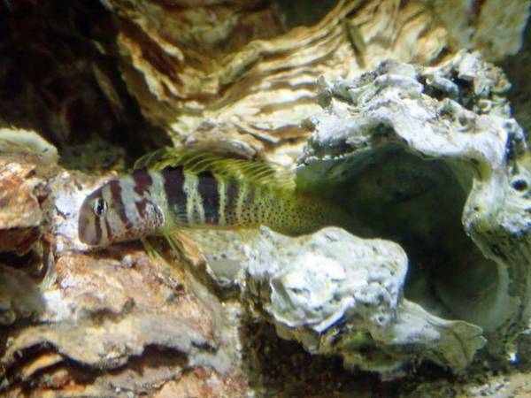 “もっと近くで、もっと驚きを”　驚きの新世海『オーシャンテラス』2023年3月21日(火・祝)リニューアルオープン！