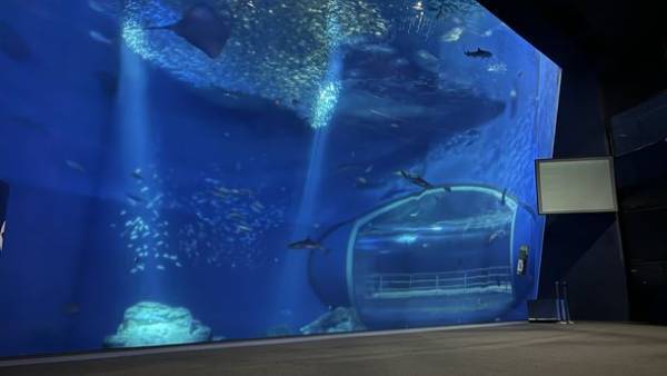 アクアワールド・大洗で“癒しとときめきがいっぱい”の特別な夜を過ごそう　「バレンタインナイト」2月11日(土・祝)開催〈 https://www.aquaworld-oarai.com/2023/01/12/vd2023 〉