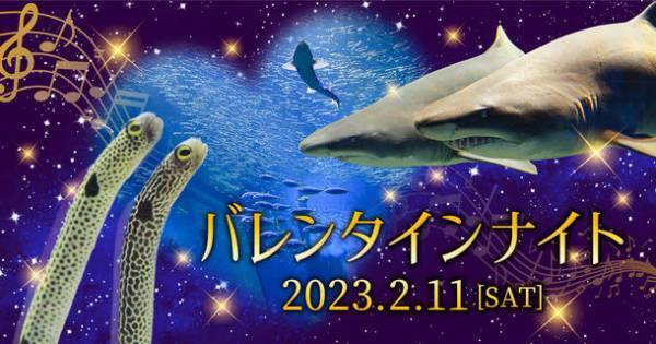 アクアワールド・大洗で“癒しとときめきがいっぱい”の特別な夜を過ごそう　「バレンタインナイト」2月11日(土・祝)開催〈 https://www.aquaworld-oarai.com/2023/01/12/vd2023 〉