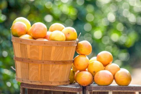 ＜1月20日(金)午前11時～＞今が旬の「フロリダグレープフルーツ」を“学問の神様”、太宰府天満宮に奉納！！