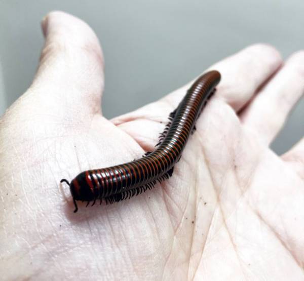 法政大学島野教授の研究チームが、八重山諸島(石垣島と西表島)に生息する日本最大のヤスデであるヤエヤママルヤスデを新種記載