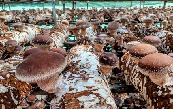 ハルカ社、ジャパンアグリがオーガニックキノコ協会設立　農水省のみどりの食料システム戦略に呼応して消費者とともに環境負荷低減の社会づくりへ　有機認証可能なシイタケ菌床などの販売を促進　オーガニック学校給食普及へ有機食材の供給　有機乾燥シイタケ輸出で和食だしの魅力を海外発信へ